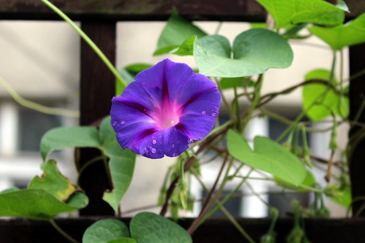 bindweed, creeper, purple flowers, blooming, leaves
