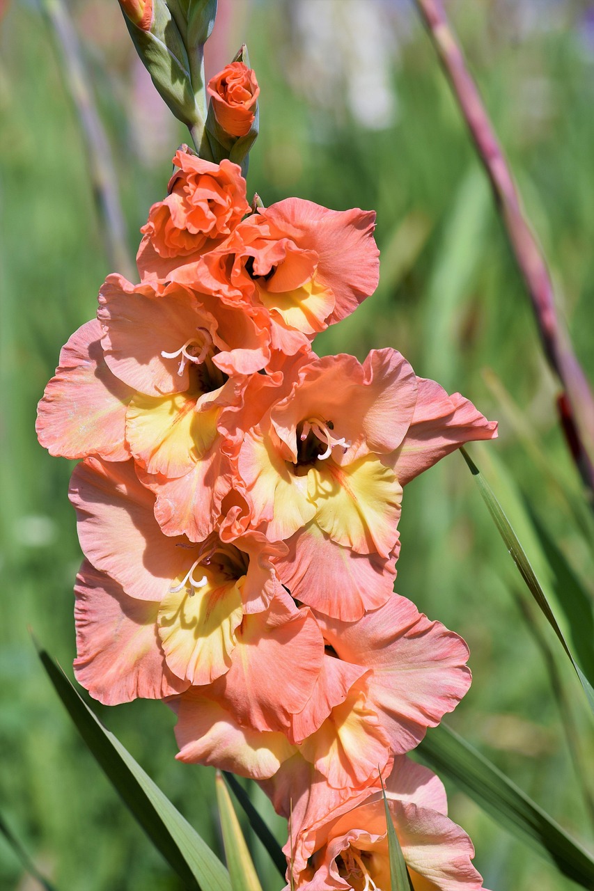 gladiolus, gladidus, butterfly greenhouse, sword flower, blossom, bloom, flower, plant, nature