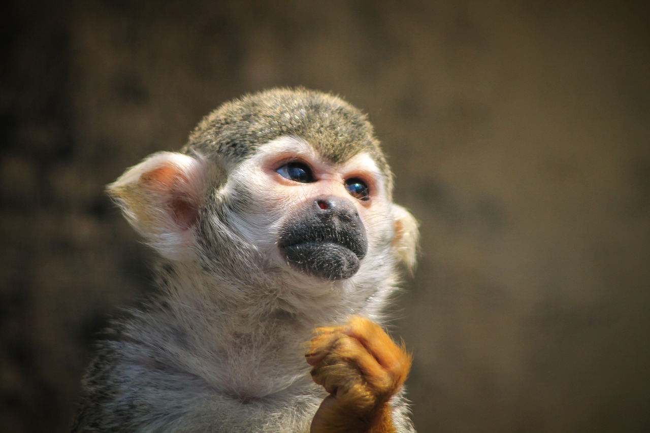 monkey, maki, tamarin, lemur, red-handed tamarin, you're thinking about, portrait, sorry, nature, zoo, confinement, sadness, look, head, animal portrait, wild, animal, mood, watch