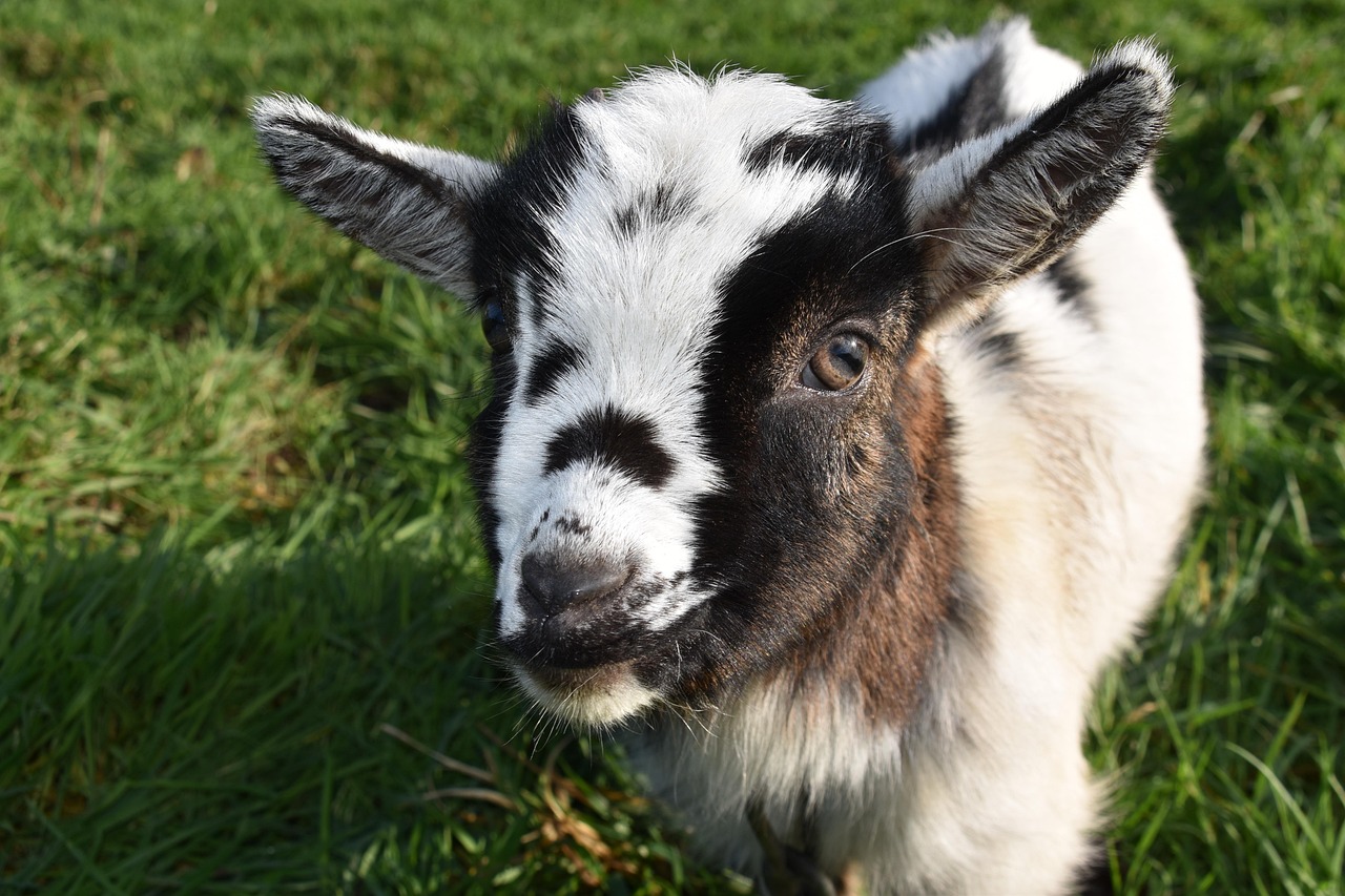 goat, baby goat, kid, ibex, horn, herbivorous, prairie, ruminants, portrait, goat paquito, ruminant, portrait of goat