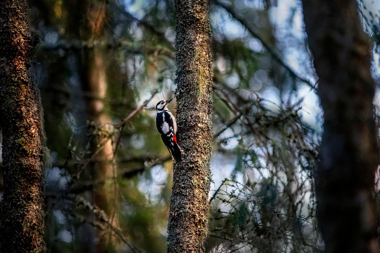 great spotted woodpecker, bird, forest, dendrocopos major, animal, wildlife, fauna, wilderness, environment, nature, tree, trunk, perched, animal world