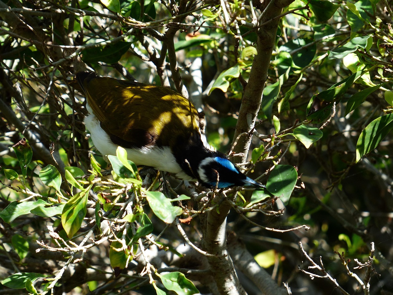 blue-eared honey-eater, bird, exotic, australia, entomyzon cyanotis, songbird, honey eater, yellowish, olive green, blue, dazzling, eye spot, meliphagidae, sparrow bird, passeriformes