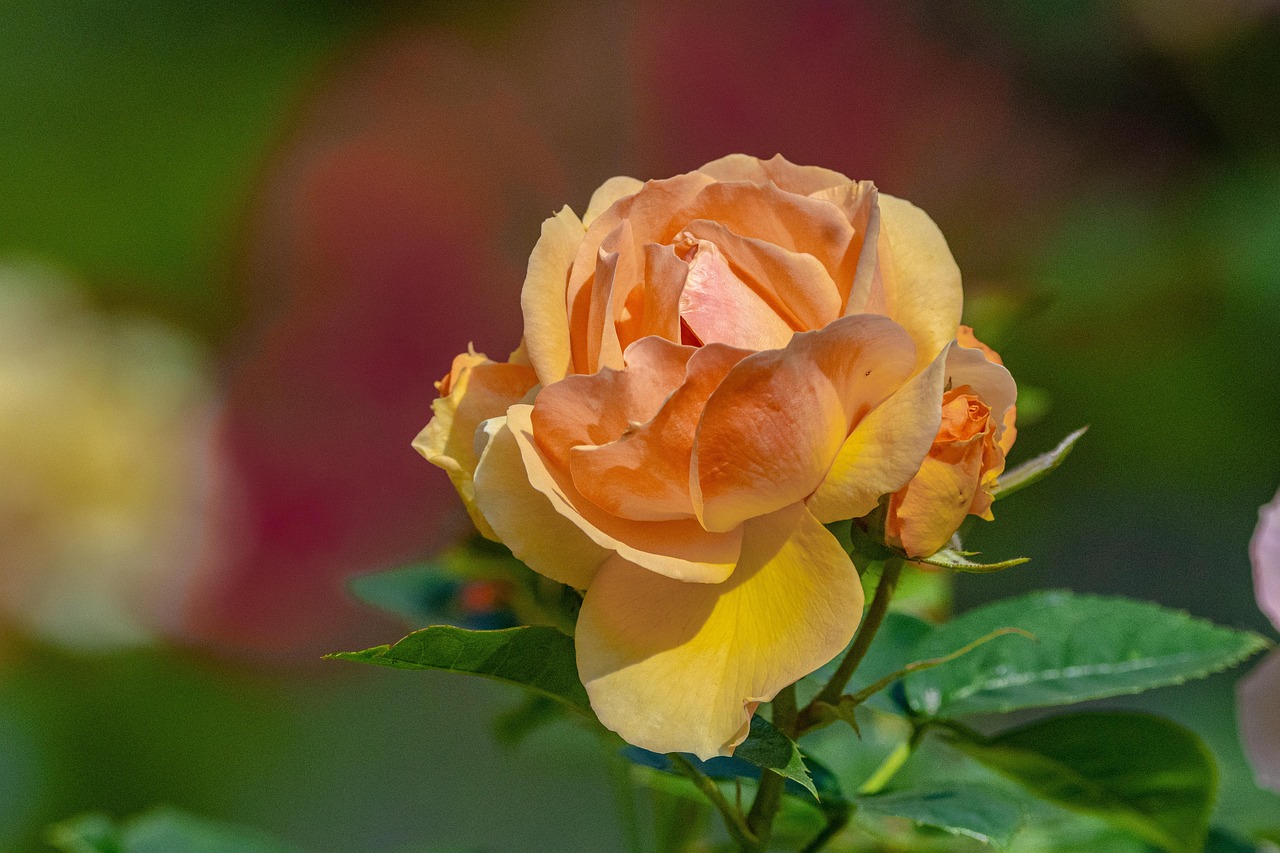 boutonniere, flower, flower wallpaper, hd wallpapers, background, flower photography, outdoors, nature, flora, yellow flower, close up, ipad wallpaper, iphone wallpaper, rose, rose blossom, petal, rose garden, rose background, valentine's day, gift