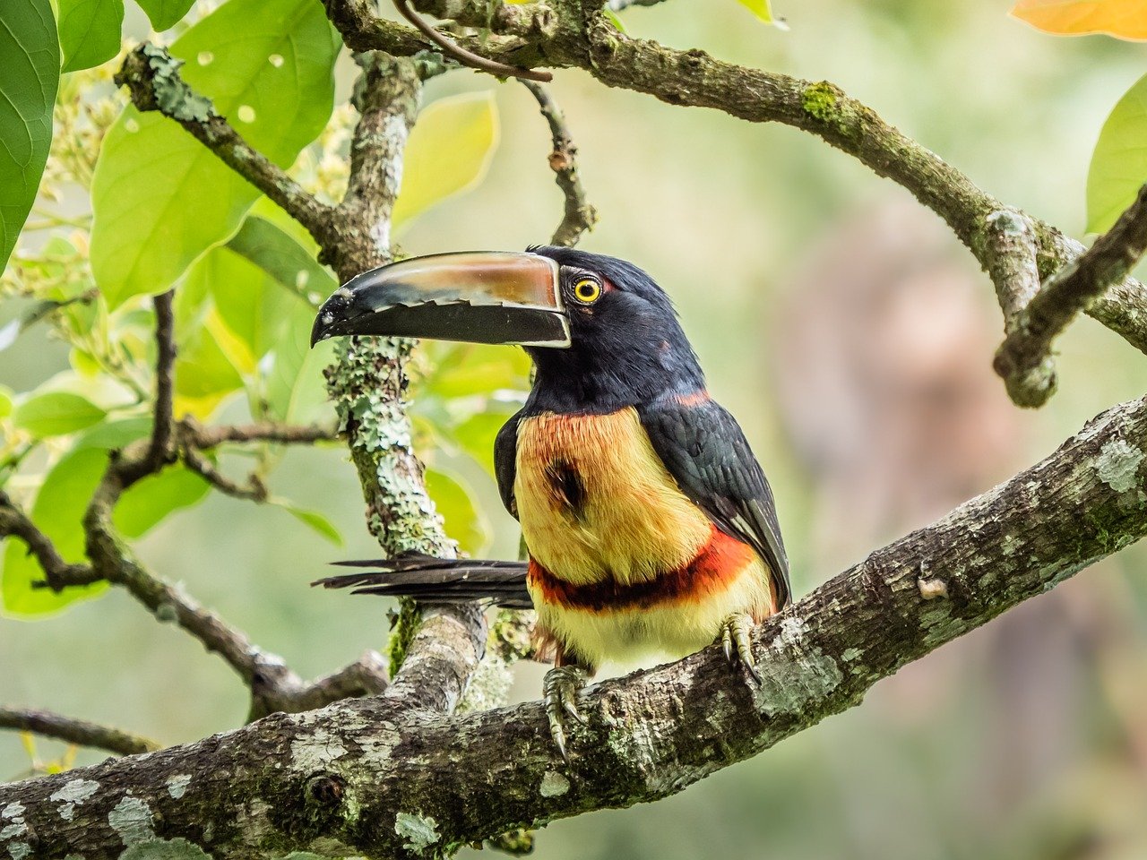 costa rica, bird, nature, wildlife, plumage, ornithology, avian, perched, birdwatching, branch, toucan, beak, tucan, tropical, exotic, bill, tree