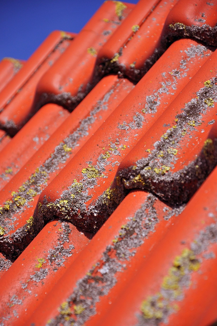 roof, roof tiles, clay brick, roof pan, red, steep, terracotta, ceramic, iron oxide, rain, precipitation, lichen, mushroom, moss, damage, covering, cleaning, composite, algae, patina, decay, disease, ill, parasite, decompose, die, zoom, depth of field
