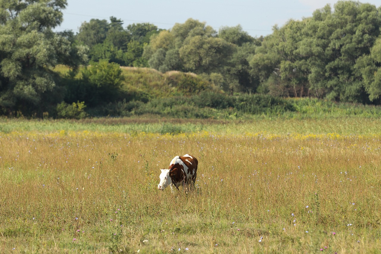 cow, meadow, grass, landscape, nature, farm, green, field, trees, pasture, summer, animal, mood, sedation, silence, atmosphere, idyll, country morning