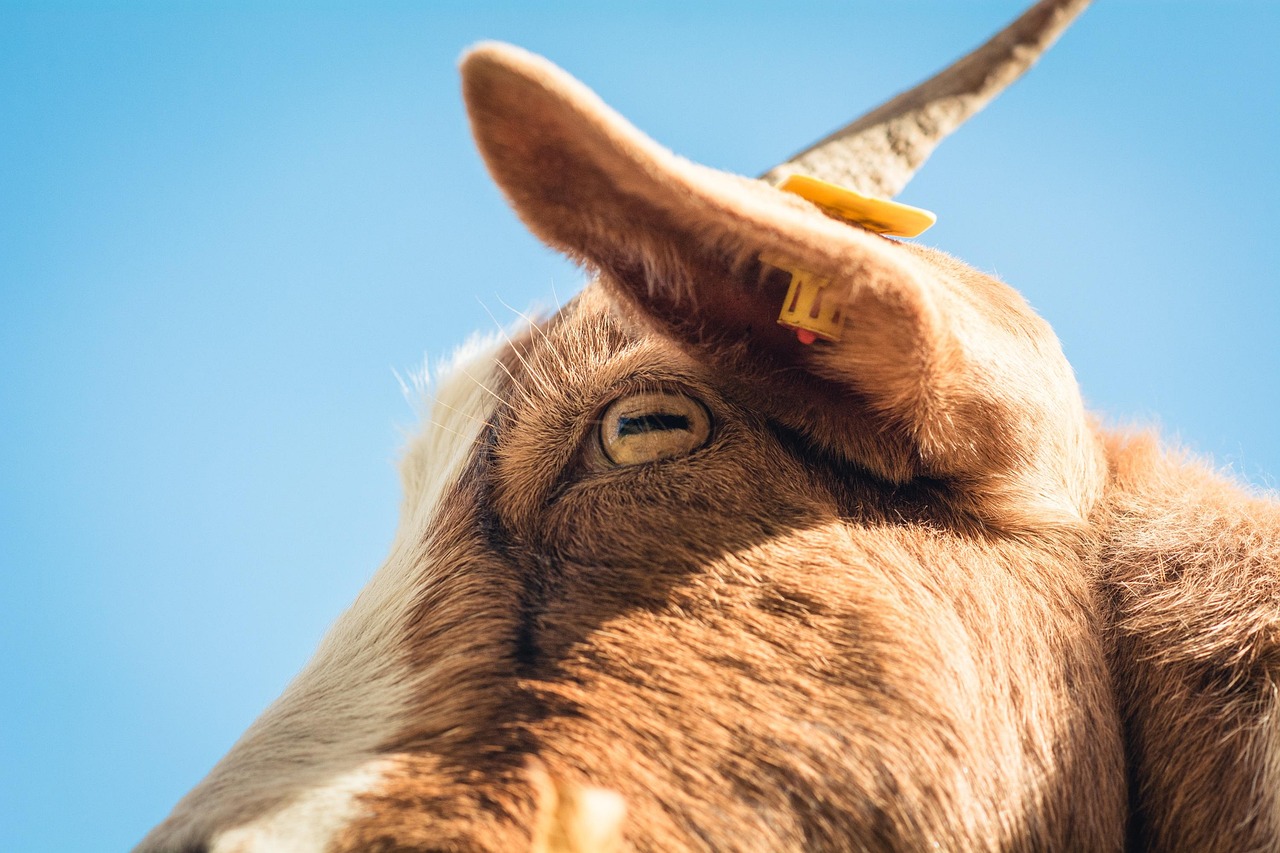 animal, goat, mammal, species, fauna