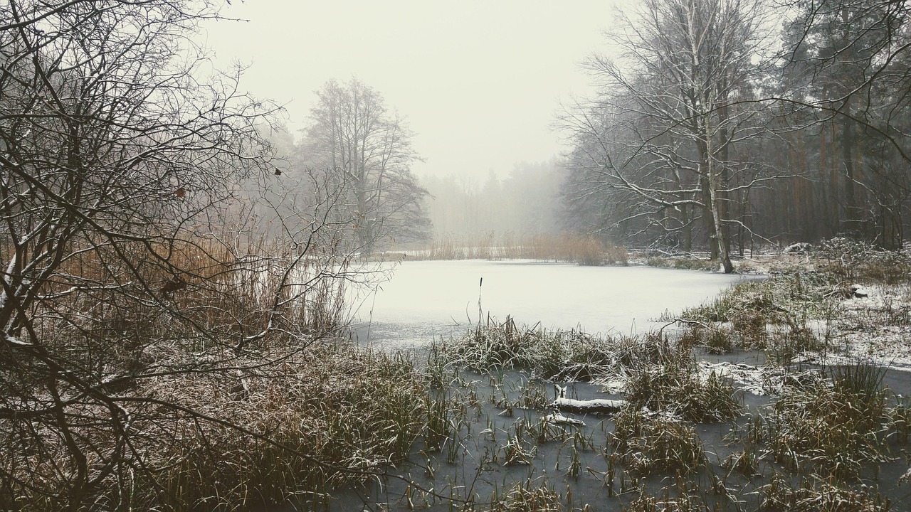 germany, berlin, spandau, spandauer forst, winter, nature, fog
