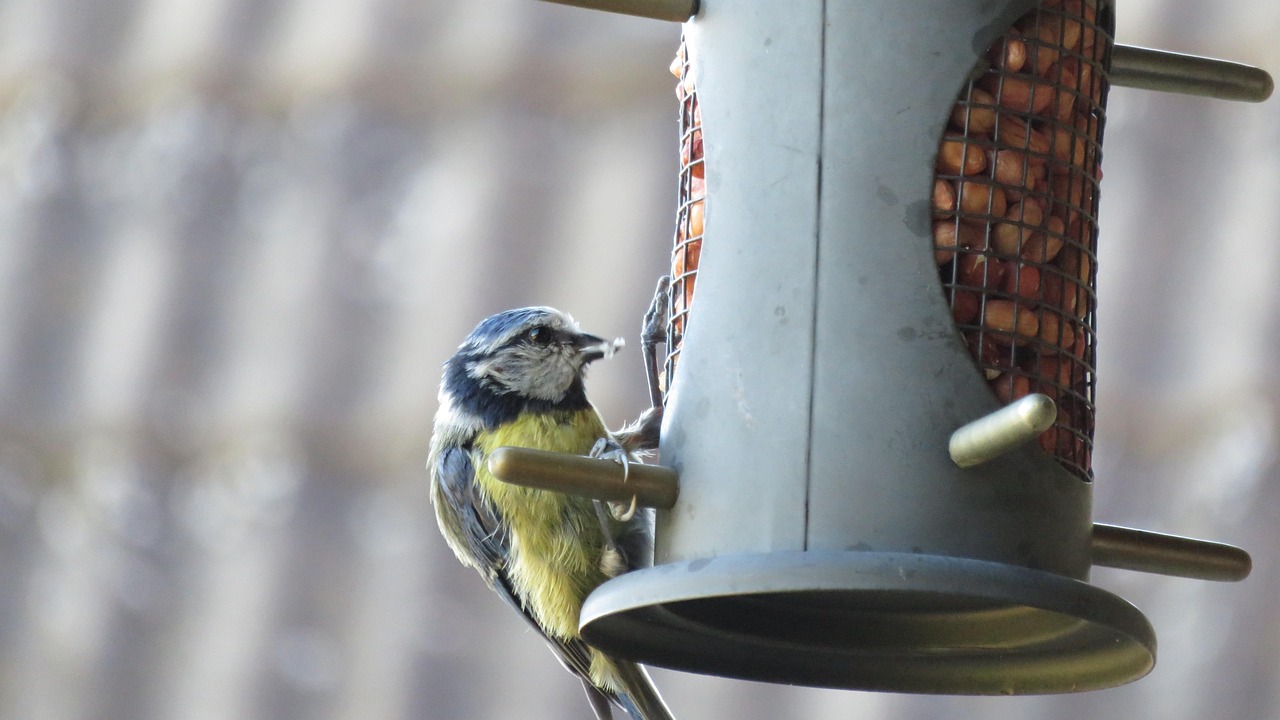 blue tit, bird, food, feed