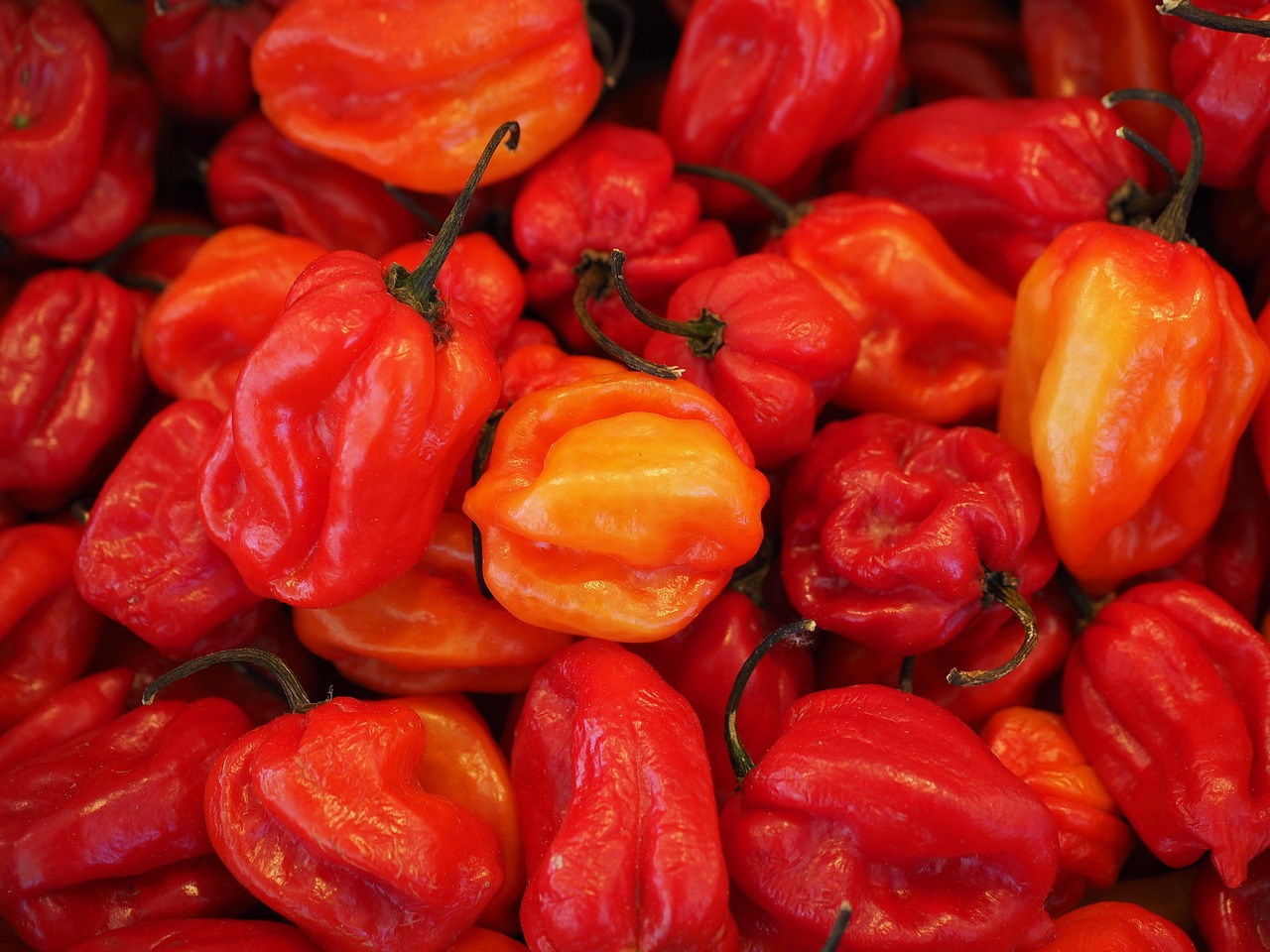 habaneros, chili, capsicum chinense, capsicum peppers, nightshade plant, solanaceae, farmers local market