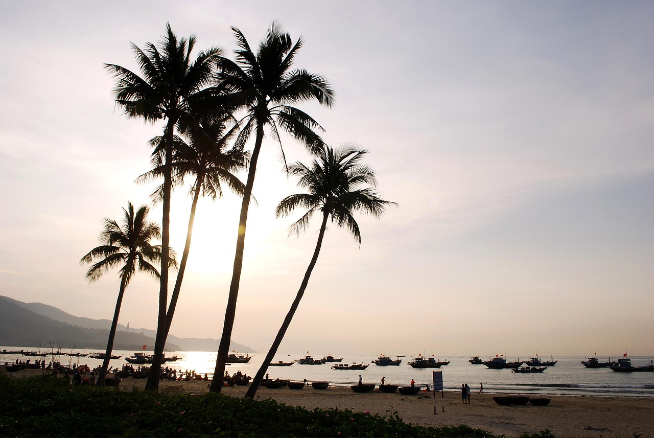 coconut tree, coconut, sea, coast, beach, danang beach, danang, vietnam, travel