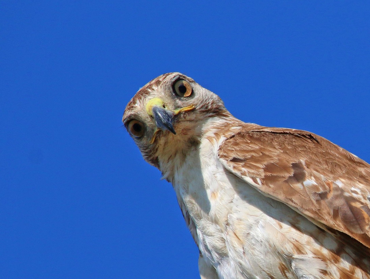 red-tailed hawk, hawk, juvenile, young, buteo, predator, nature, bird, brown, eye, close, head, chickenhawk, natural, portrait, perched, looking, down, watching, beak, blue watch
