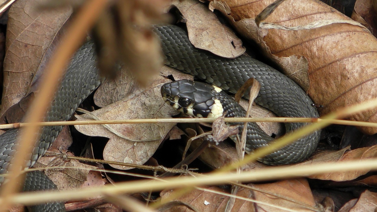 line, natter, animal, nature, wildlife, harmless, non toxic, reptiles, close-up