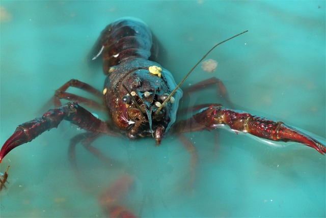 Image for Seafood
