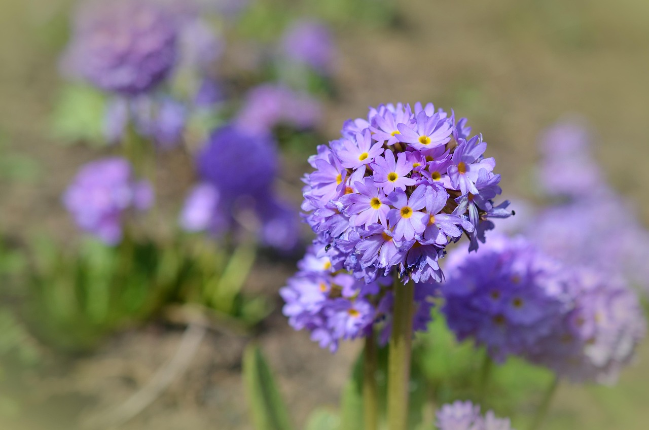 purple flowers, small flowers, petals, purple petals, bloom, blossom, flora, floriculture, horticulture, botany, nature, plants, spring