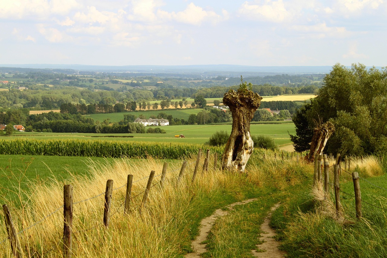 dirt road, field, path, summer, heaven, clouds, landscape, economic route, meadow path, unmade, nature, to stroll, hike, trail, hiking trail, meadow, pasture, tree, pollarded willow, foresight, outlook, idyll, fence, fence post, wooden pole, stake, grass, grasses, agriculture, tri-border region, belgium, mergelland