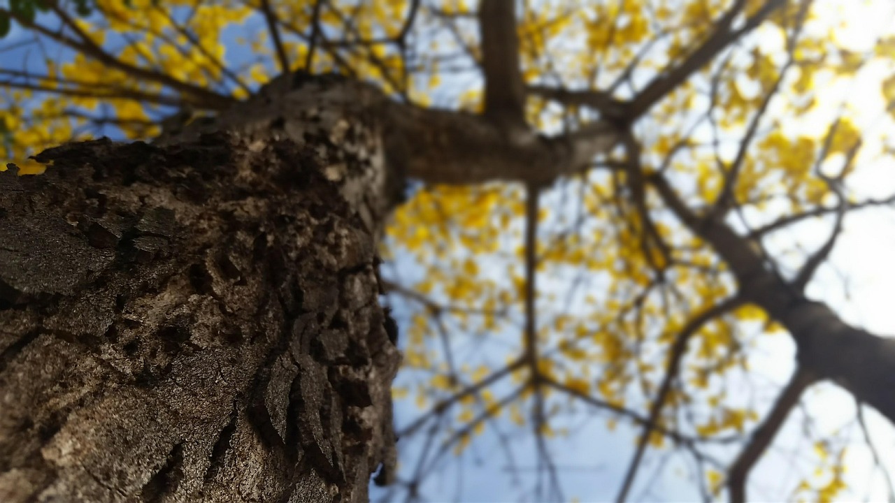 yellow ipê, tree, nature
