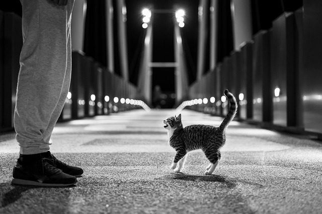 cat, kitten, street, feline, mammal, animal, pet, kitty, cute, homeless, alley, nature, night