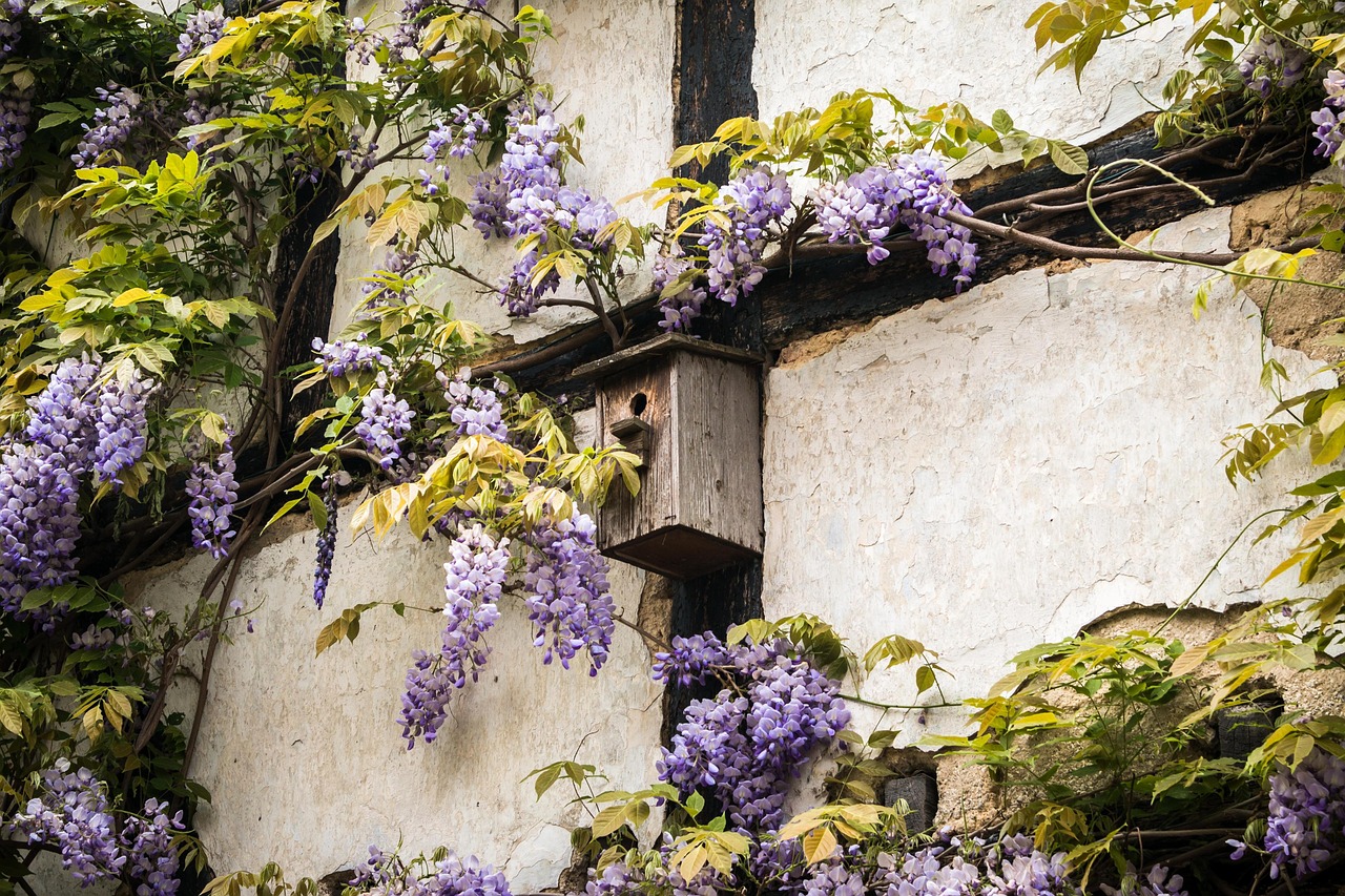 bird house, truss, wisteria, house, wall, half-timbered house, old, purple, violet, bar, bird feeder