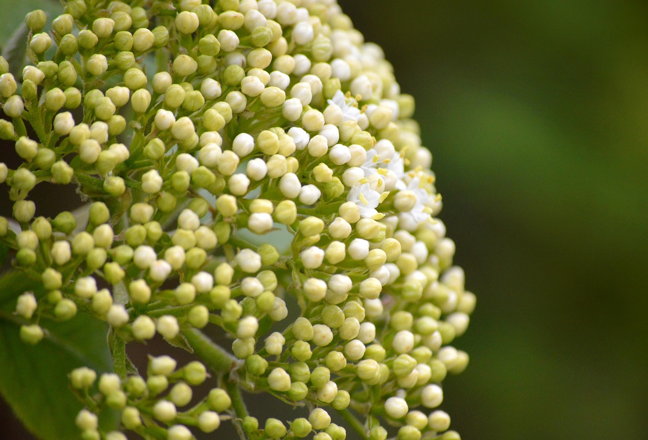 elderflower, elderberry buds, elder, shrub, blossom, bloom, sambucus nigra, sambucus, bush, ornamental shrub, inflorescence, musk herbs, holder bush, inflorescences, holler, black elder, white green, branch, remedies, elderberry blossoms, white