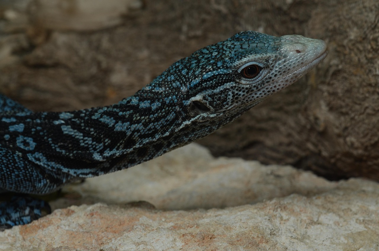 reptilia, nature, animalia, lizard, wild life, varanus macraei