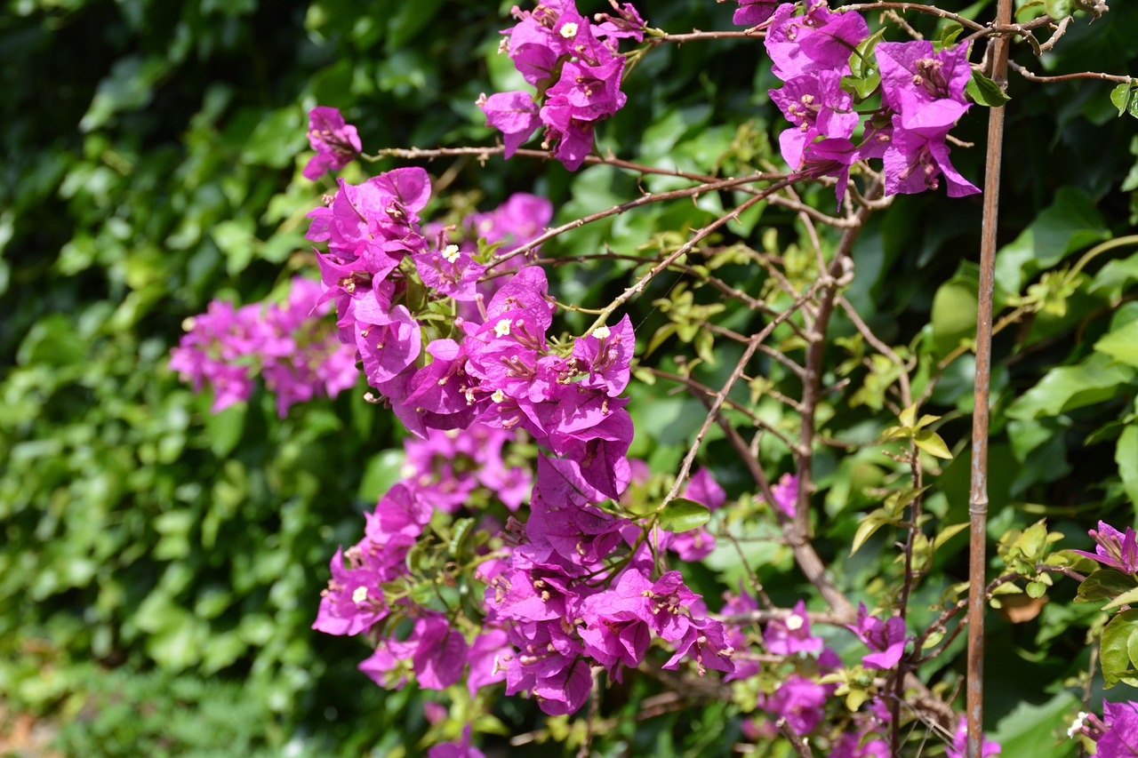 bougainvillea, flowers, garden, bougainvillea glabra