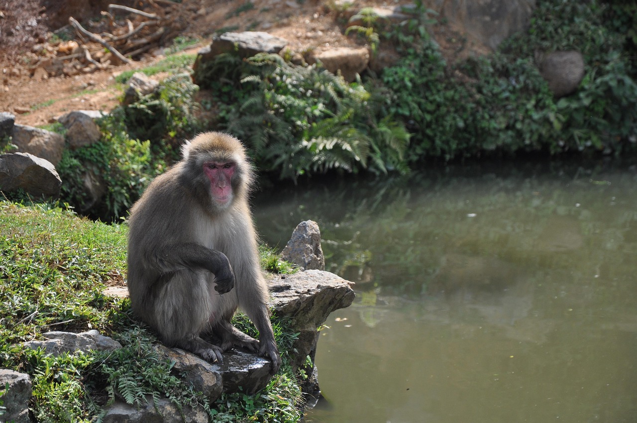 japan, animal, monkey, lake, macaque, japanese