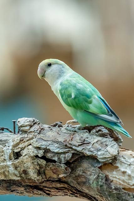 bird, parrot, nature, feather, photography