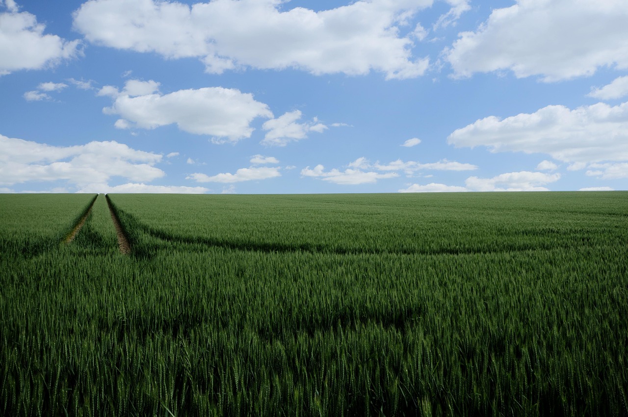 field mark, field, grain, wheat, fields, agriculture, cornfield, food, heaven, blue, clouds, structure, ear, summer