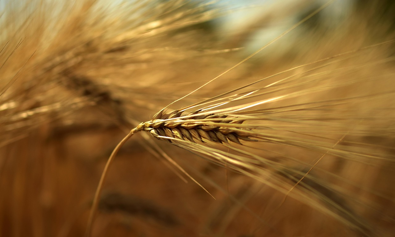 barley, grain, ear, awns, grass, plant, crop, food, agriculture, ecology, vegetation, nature