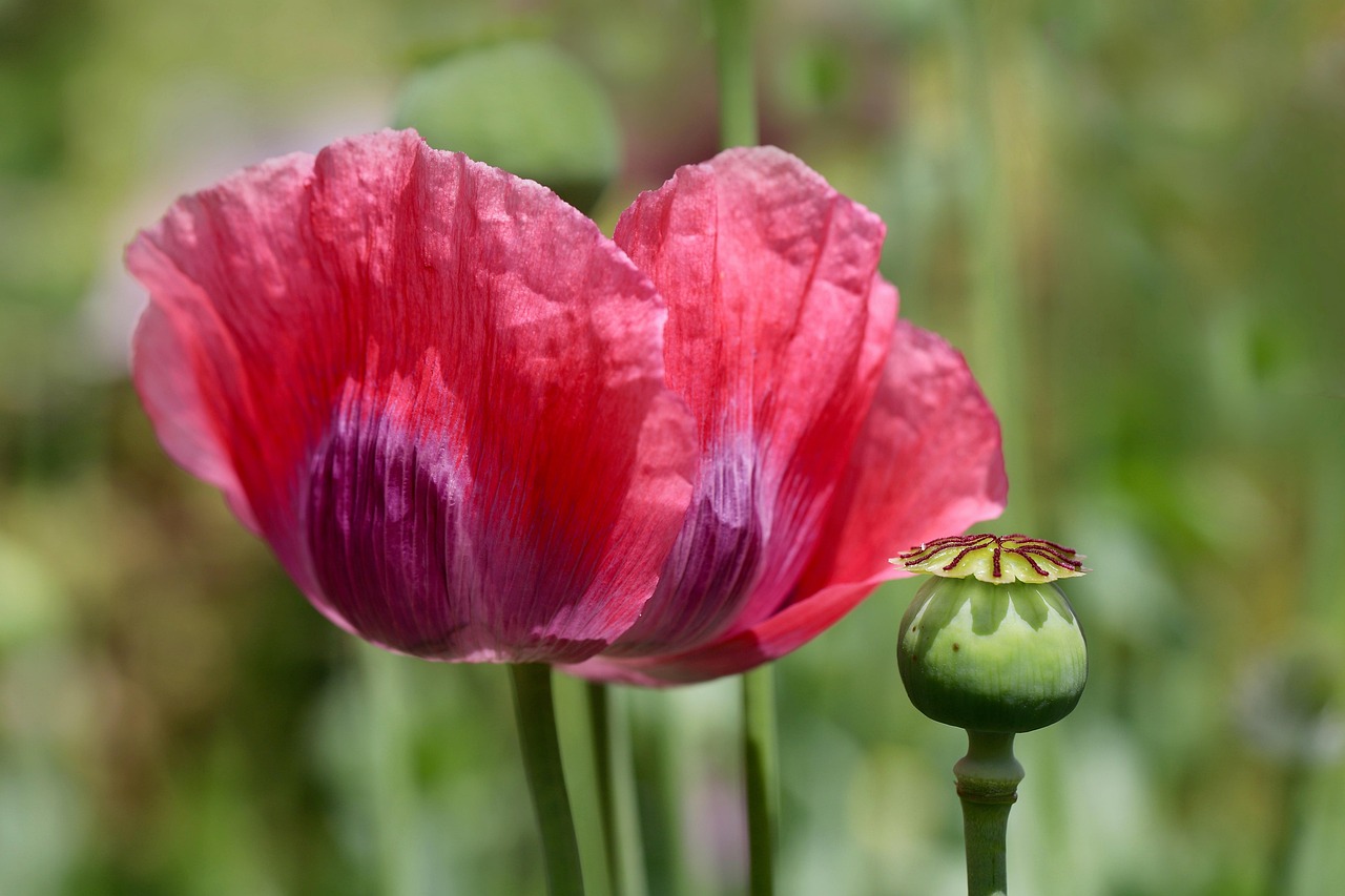 opium poppy, papaver orientale, oriental poppy, turkish poppy, poppy, red flowers, poppy seed capsule, fruit stand, blossoms, flower, seed pods, poppy flowers