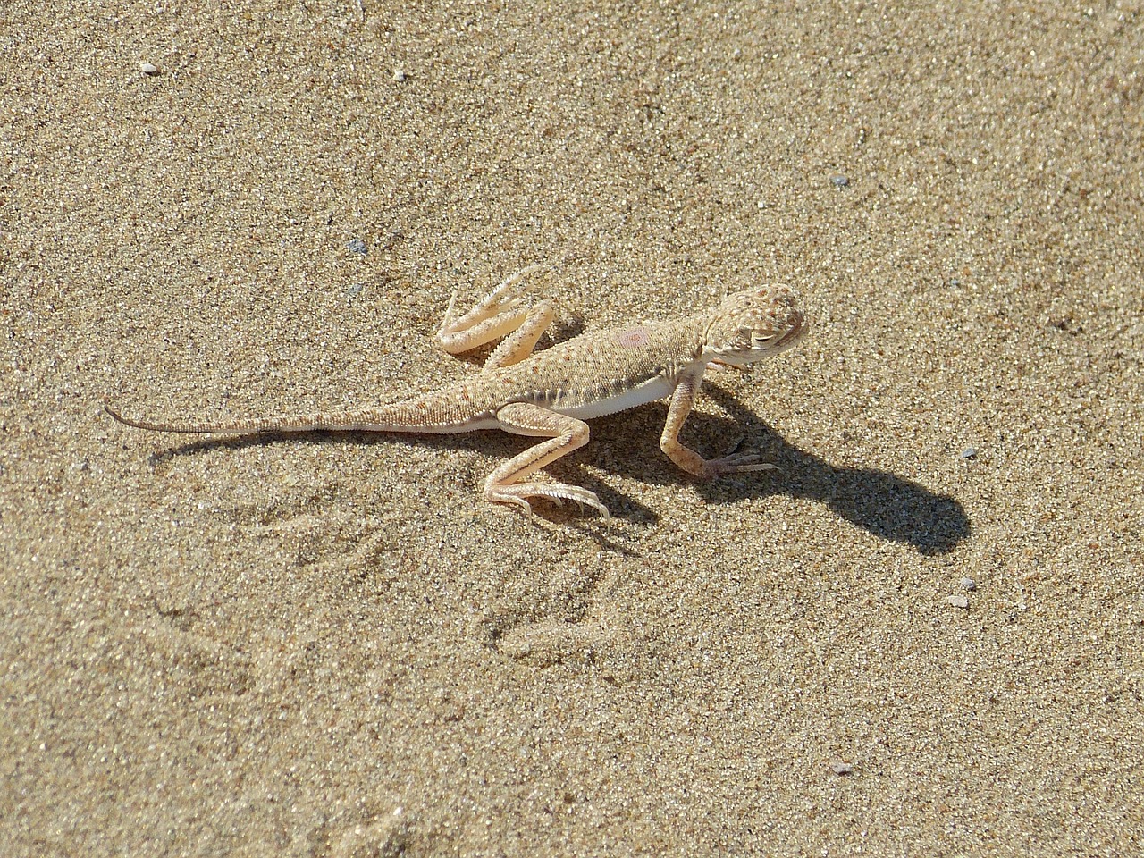 animal, lizard, camouflaged, sand, reptile, schuppenkriechtier, creature, dry, nature