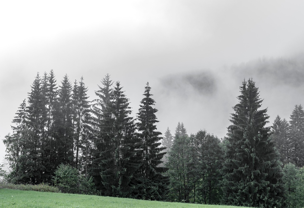 trees, fir trees, fog, haze, forest, bavaria, landscape, woods, wilderness, outdoors