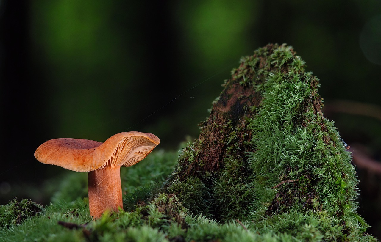 macroperspective, mushroom, moss, saffron milk caps, wrong stimulus, agaric, forest mushroom, milchling