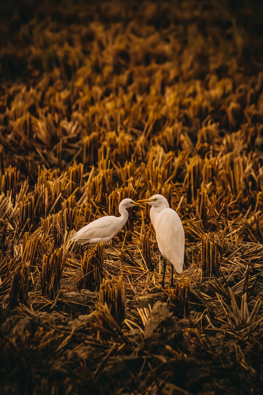 heron, heron in field, love birds, portrait, bird, animal, love, nature, lifestyle, eyes, bill, luck, sweet, head, feather, jungle, wings, cute, farm, farmer, heaven, magic, angel, fantasy, brown heaven, brown farmer, brown angel, brown magic