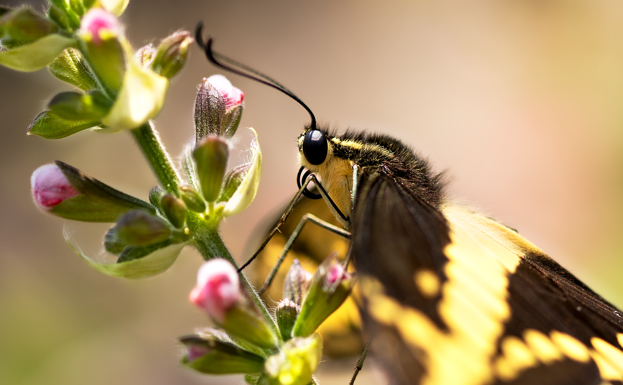 insect, king swallowtail, entomology, pollination, thoas swallowtail, butterfly, pollinator, heliconius, lepidoptera, flower