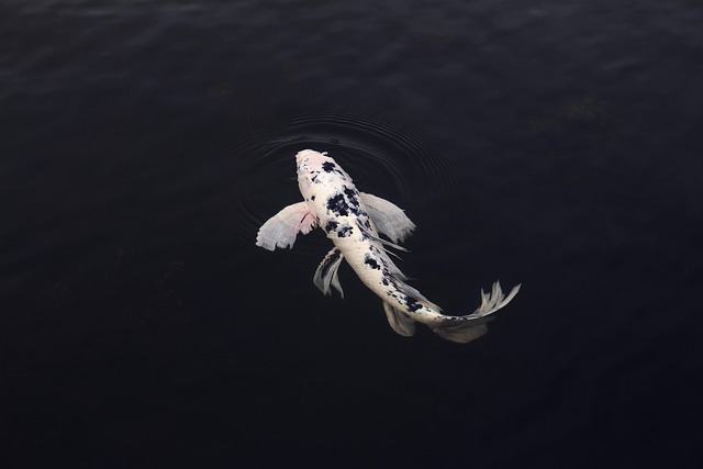 koi, fish, minimal, minimalistic, in, clear, water, swimming, rear, view, animal, koi fish, jinli, nishikigoi, pond, minimalist, nature, swim, koi, fish, fish, fish, fish, fish, koi fish, minimalist