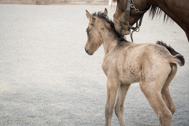 Image for breeding