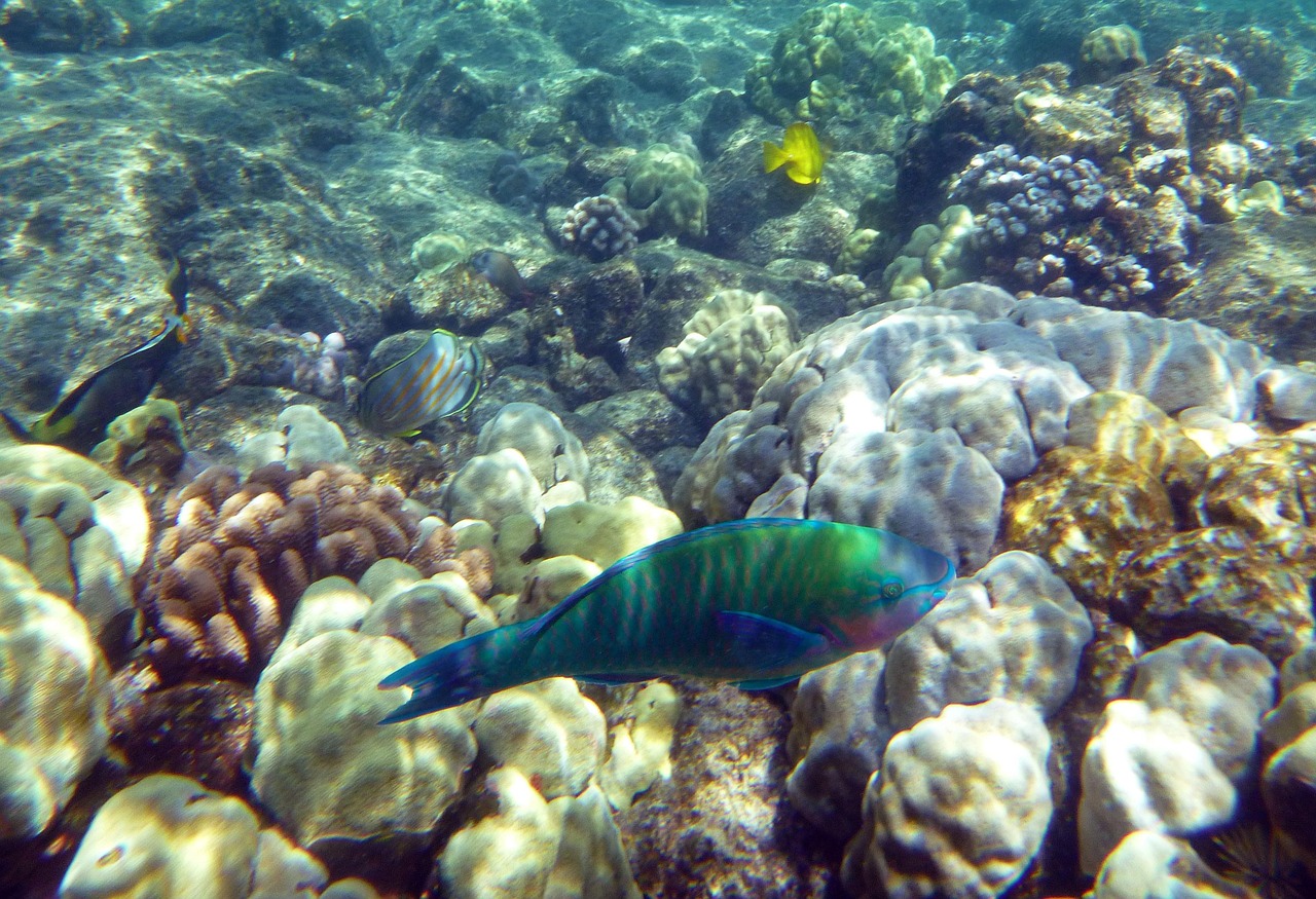 rainbow fish, ocean, sea, fish, rainbow, marine, underwater, colorful, color, tropical, shallow, water, hawaii
