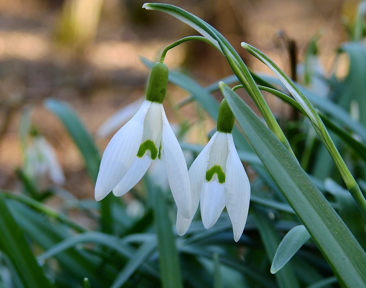 early spring, snowdrops, nature, the delicacy, white