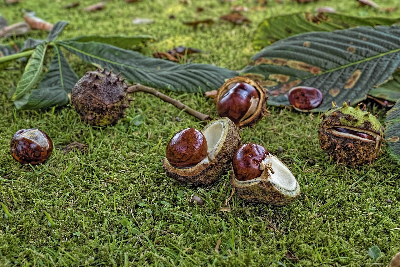chestnut, common horse chestnut, aesculus hippocastanum, fall, leaves, spur, open, opened chestnut, brown, plant, forest, prickly, forest floor, shell, covering, nature, chestnut fruit, autumn mood, autumn fruit