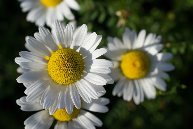 daisies, wildflowers, flowers, ontario, canada, flower wallpaper, beautiful flowers, flower background, nature, close up, garden, macro