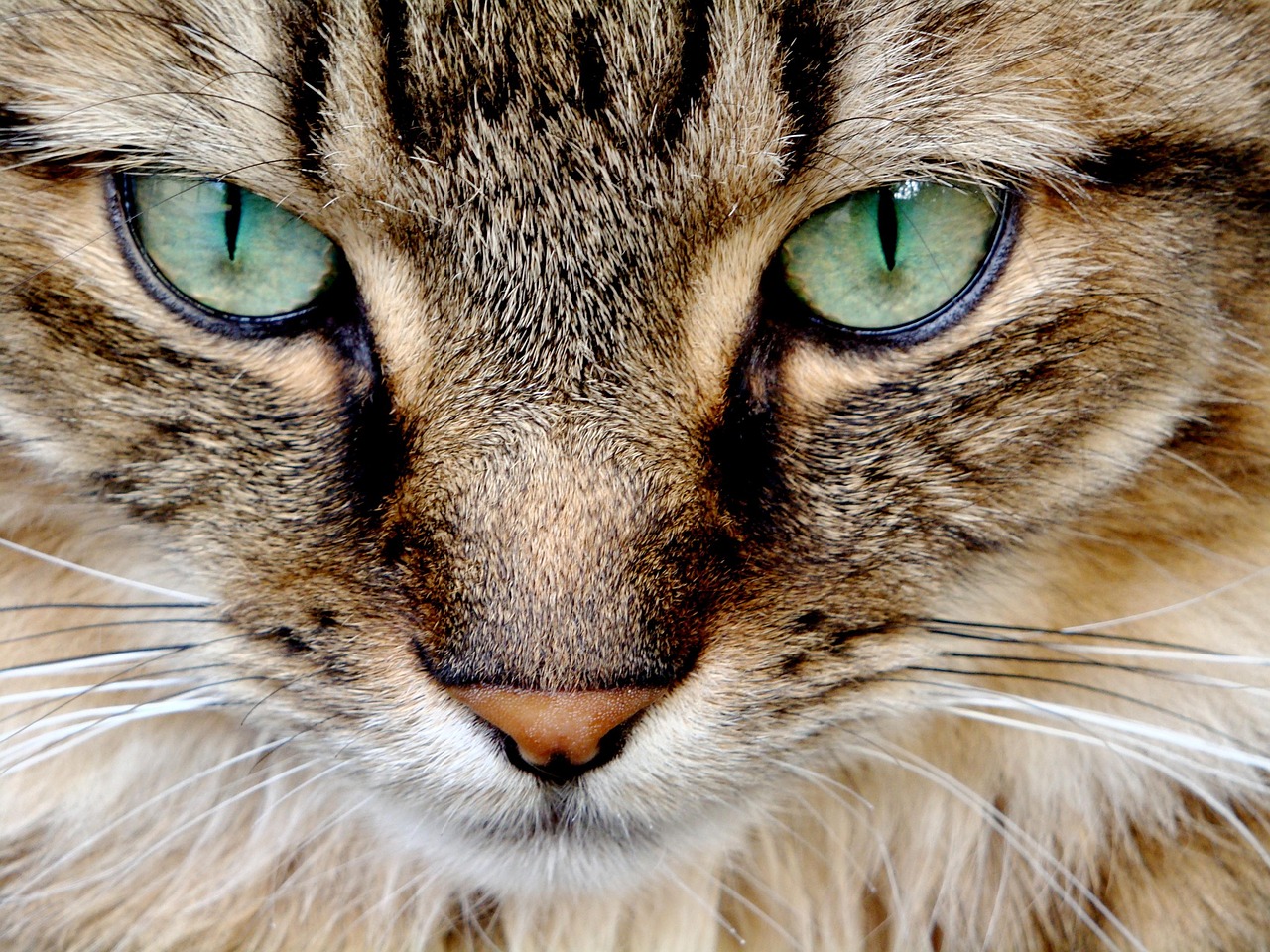 cat, feline, cat eyes, green eyes, pets, animals, eyes, tabby, tabby cat, brown cat, brown eye