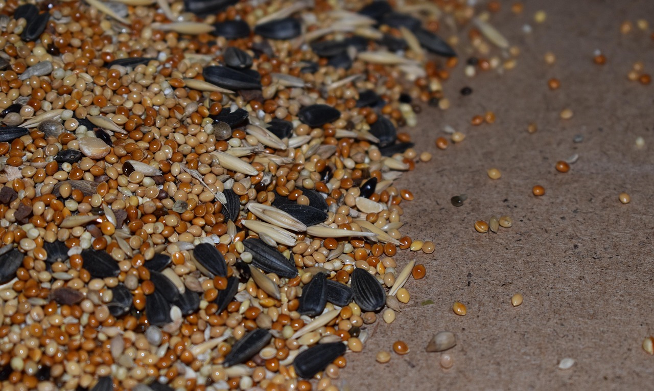 scattering, corn, seeds, sunflower, seed, mix, mixture, feed