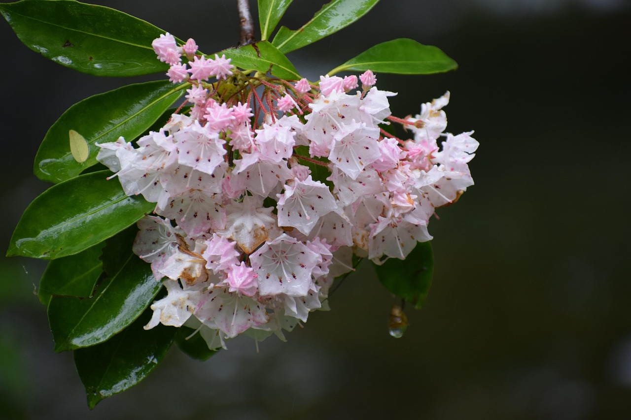 mountain laurel, flower, blooms, pink, white, blossoms, spring, nature, mountain, laurel, forest, mountains
