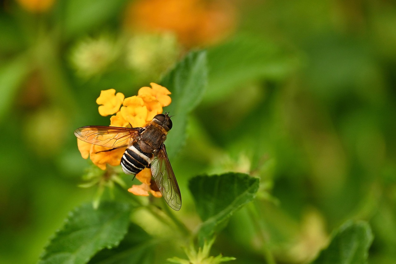 insect, nature, garden, flower, yellow, close up, pollination, entomology, striped hover fly