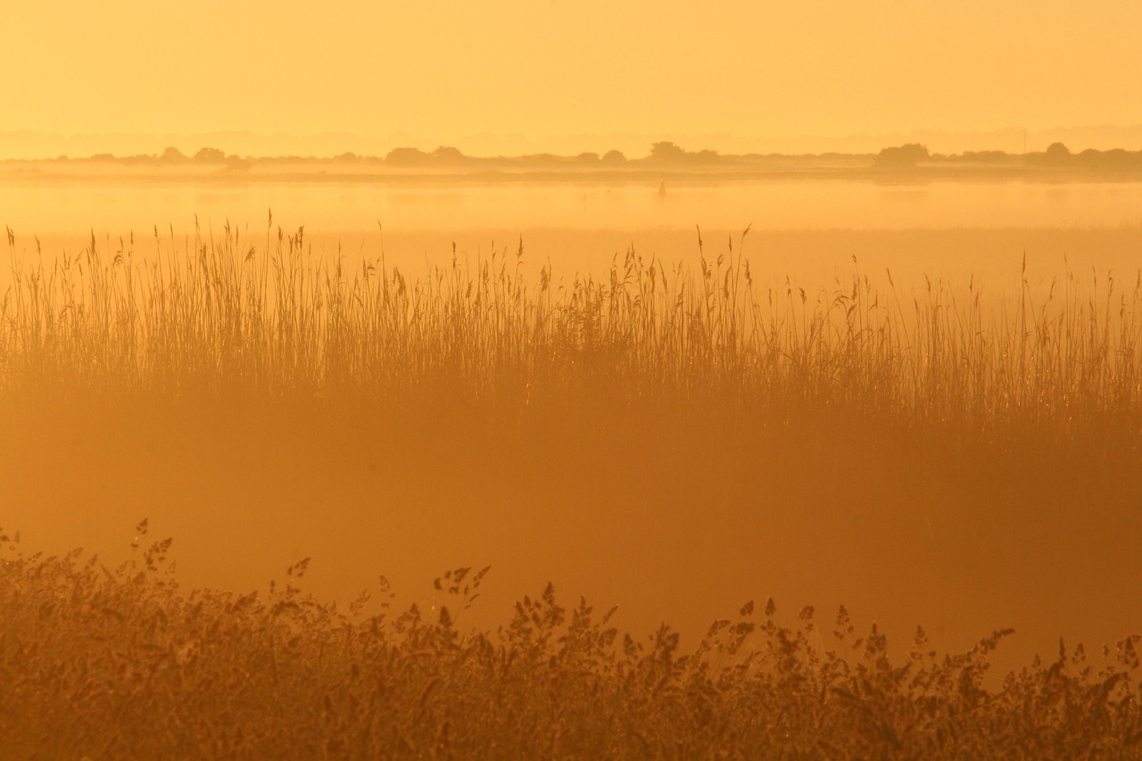 morning mist, fog, sunrise, summer, dusk, reed belt, meadow, dawn, light, morning light, nature, landscape