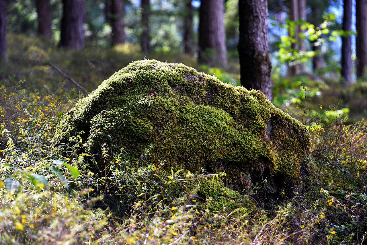 stone, mossy, forest, nature