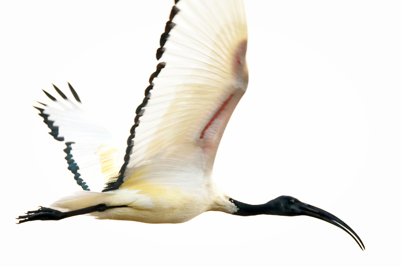 sacred ibis, white, flight