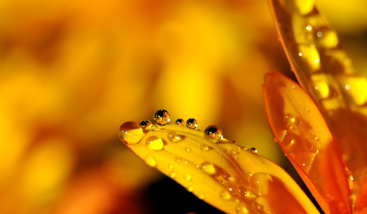 drip, yellow, petals, globules, water, water droplets, dew, dewdrops, raindrops, droplets, wet, yellow petals, blossom, bloom, drop of water, flower, nature, close up, macro, macro photography